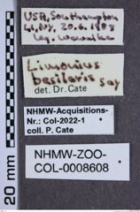 Etiketten zu Limonius basillaris (NHMW-ZOO-COL-0008608)